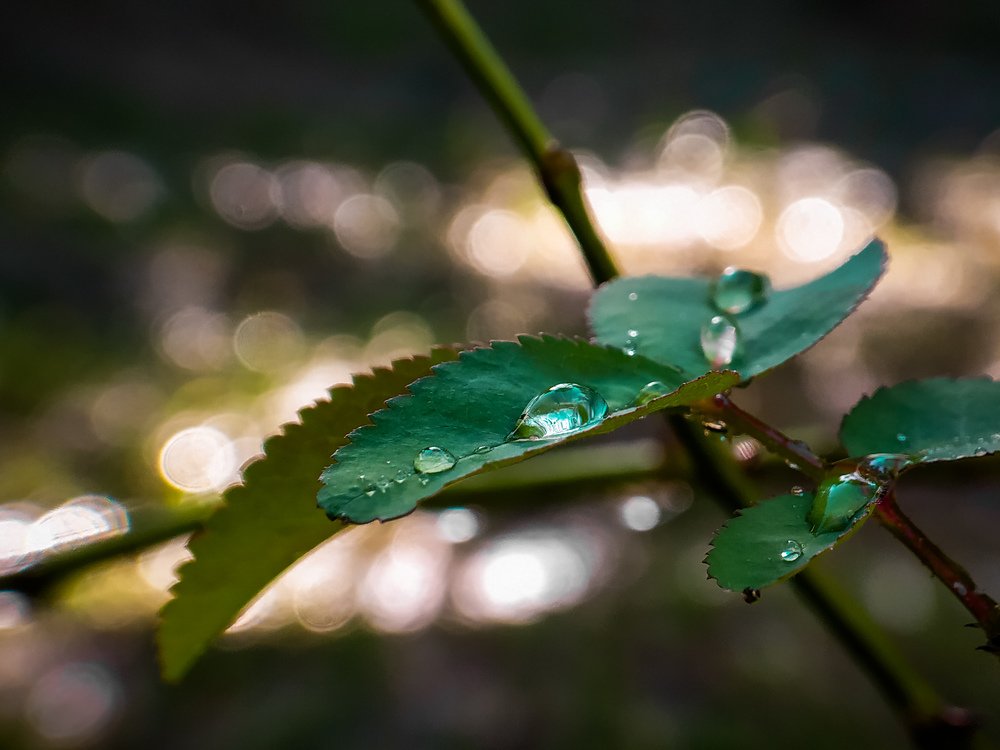 Photograph by Shaikh Alfaz Uddin