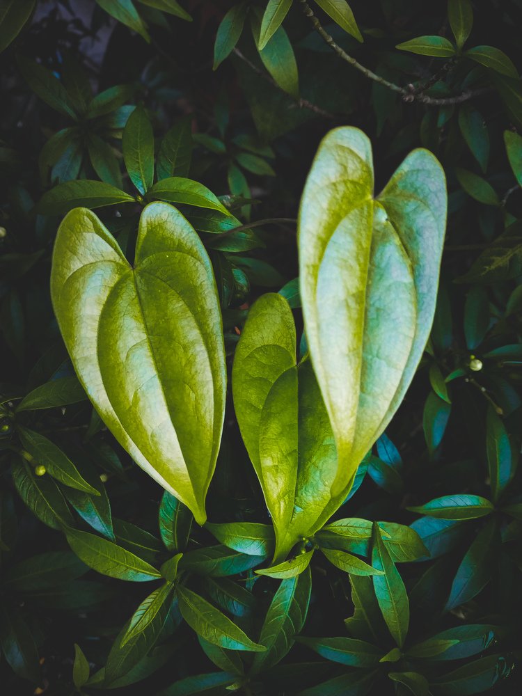 Photograph by Shaikh Alfaz Uddin