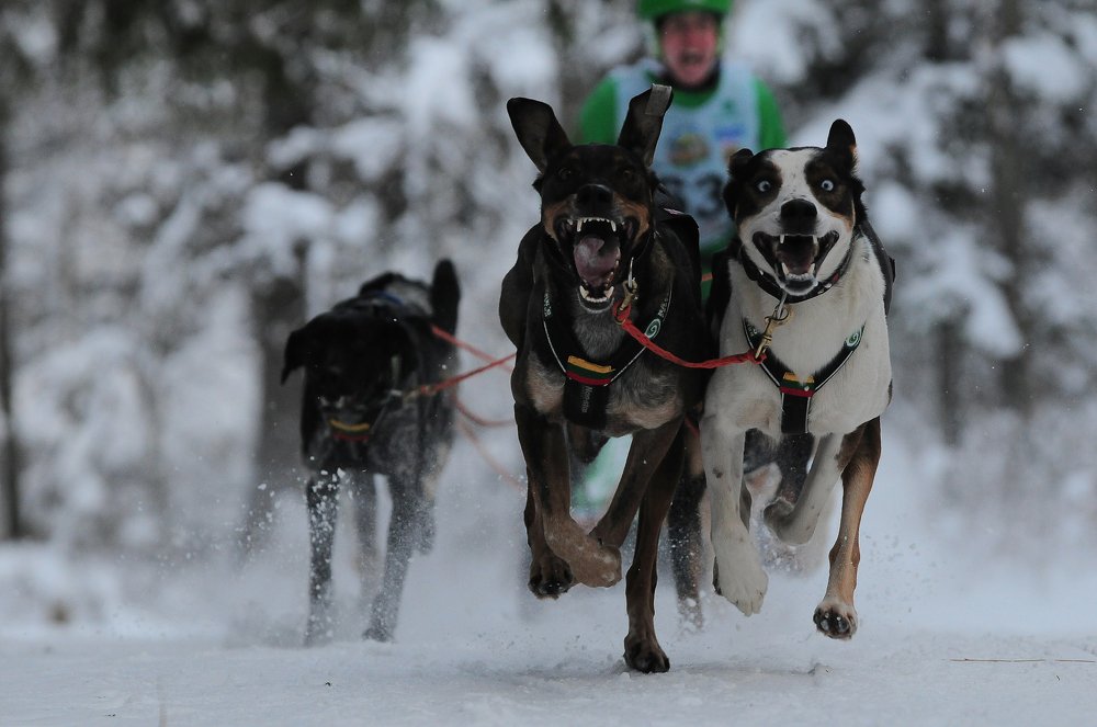 Photograph by Геннадий Тикка