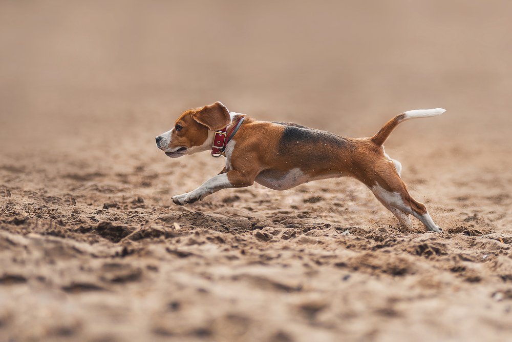 Фотография автора PO IRINA