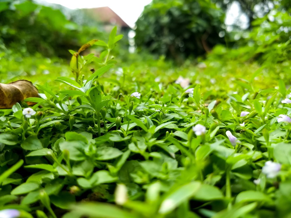 Photograph by Koushik Saha