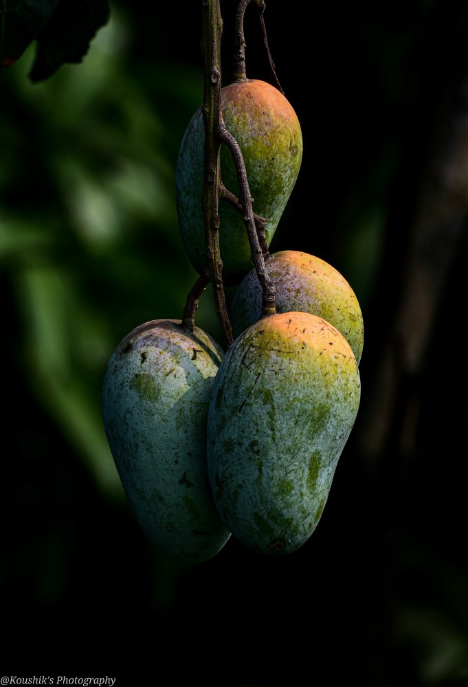 Photograph by Koushik Saha