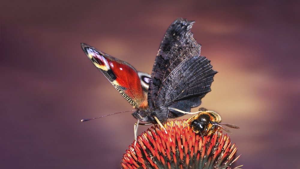 Photograph by Наталья Мячикова