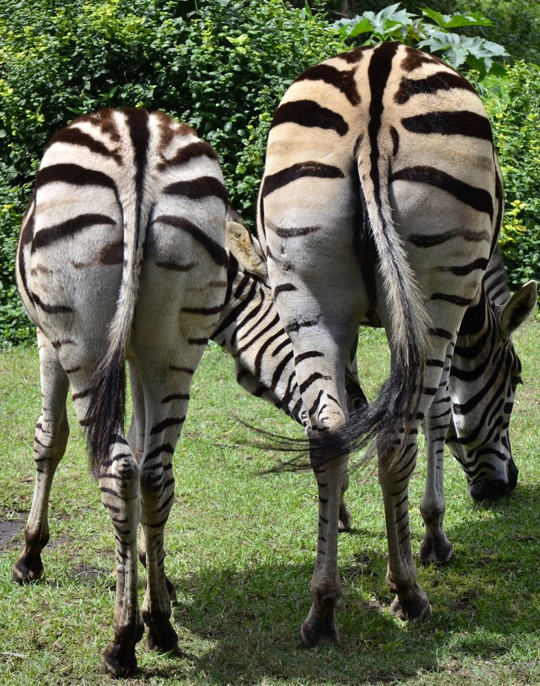 Photograph by Chris Venter