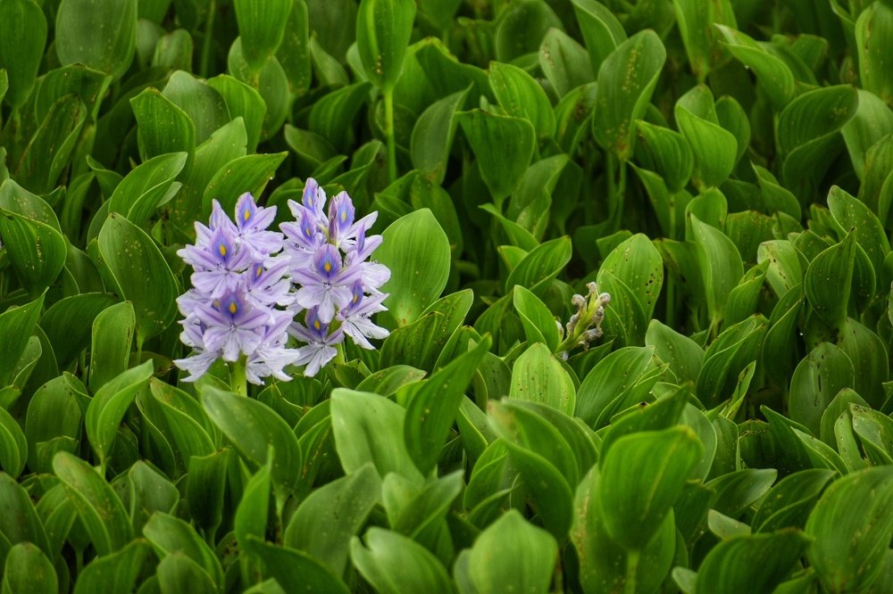 Patterns with greenish outburst