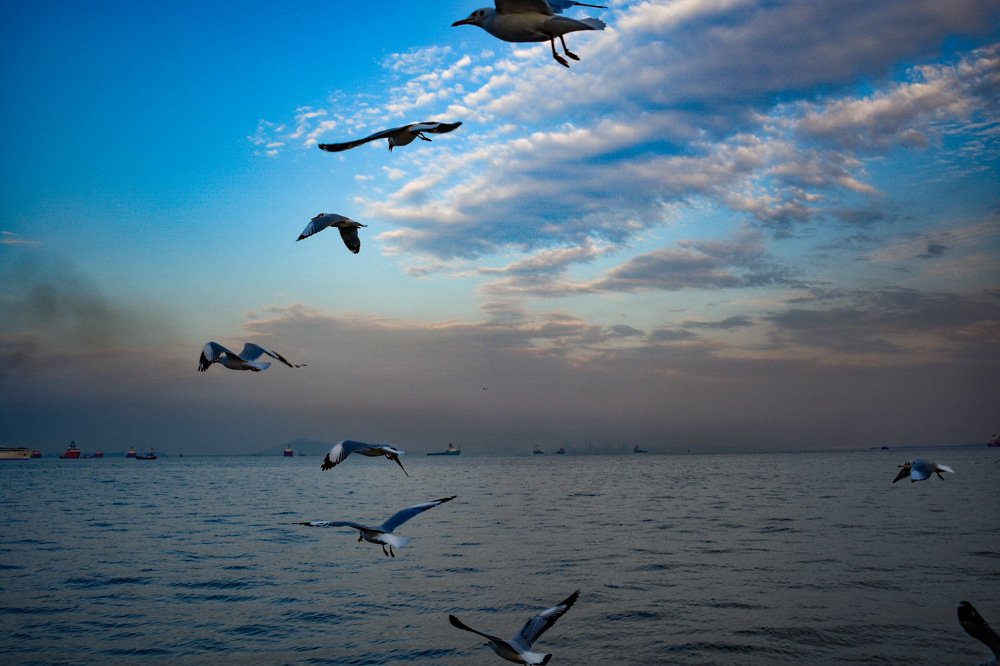 Seagulls_with V shape pattern