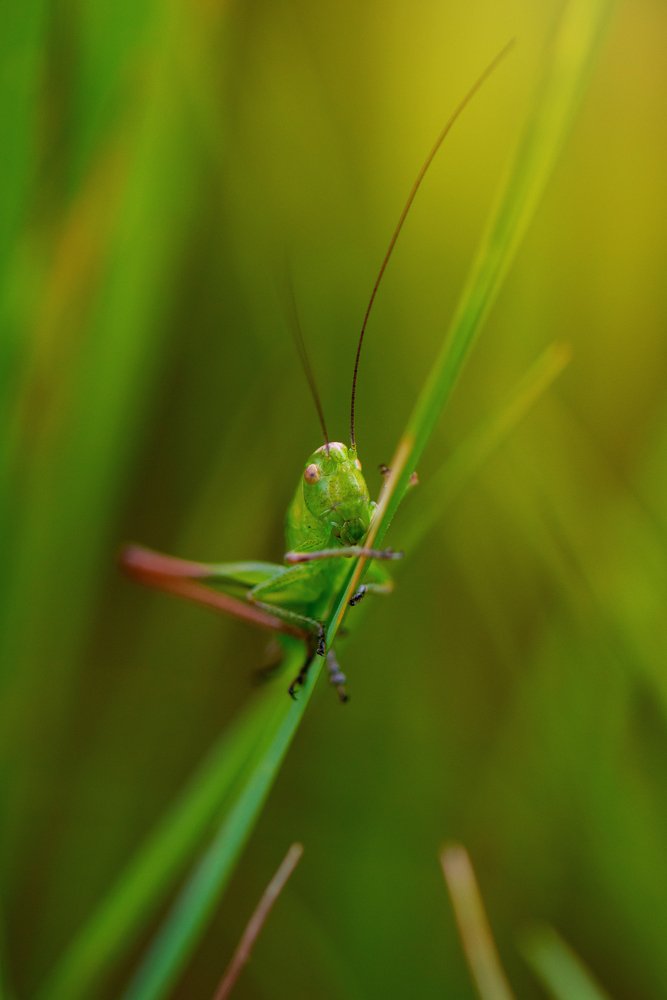 В траве сидел кузнечик