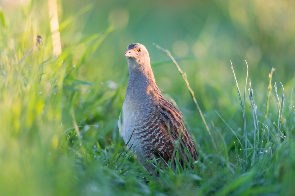 Photograph by Vytautas Jurkuvenas