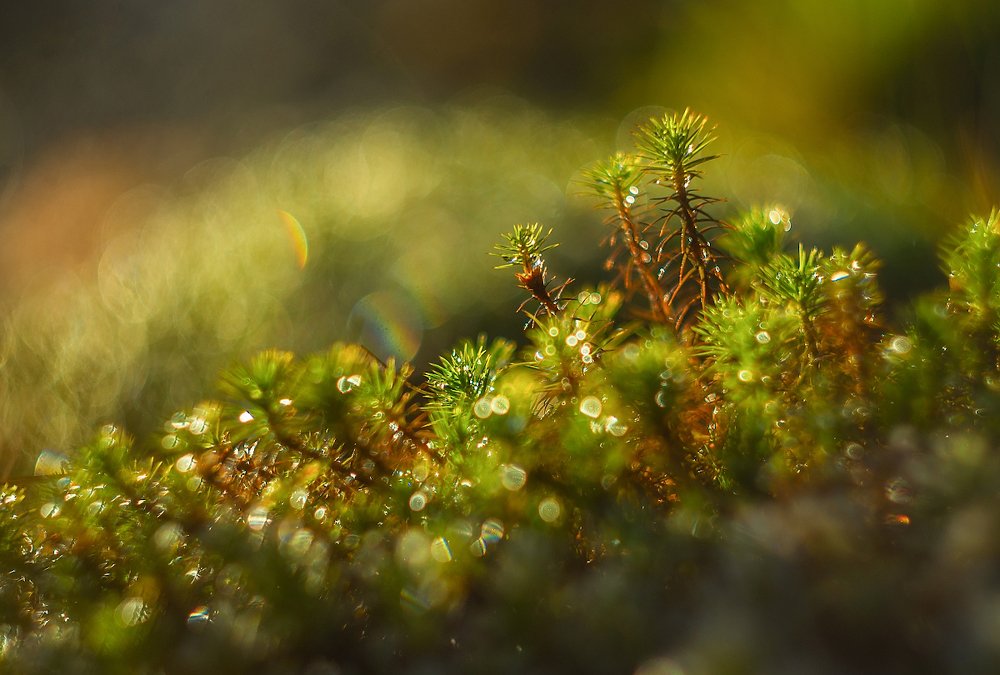 Photograph by Марина Мурашова