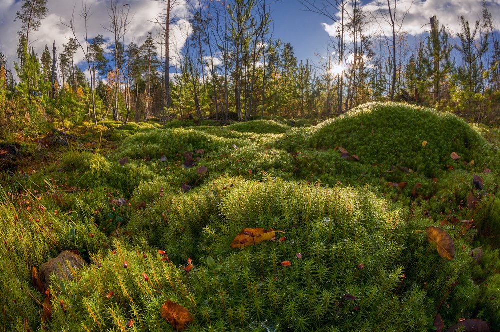 Photograph by Марина Мурашова