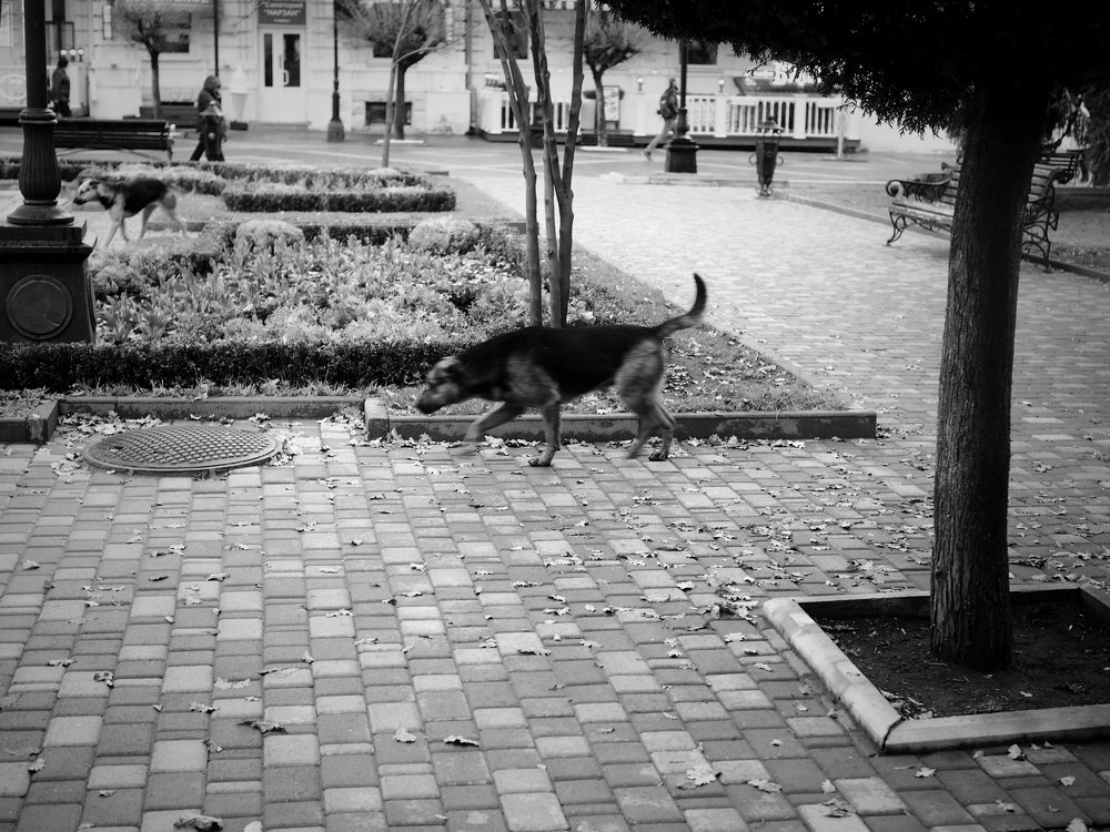 Photograph by Serge S. Pashintsev