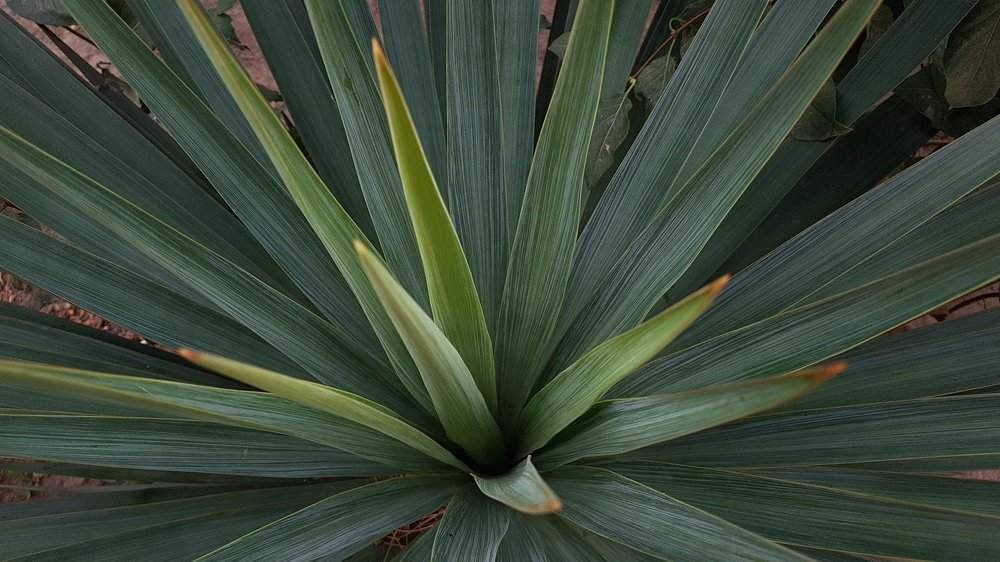 Острота момента