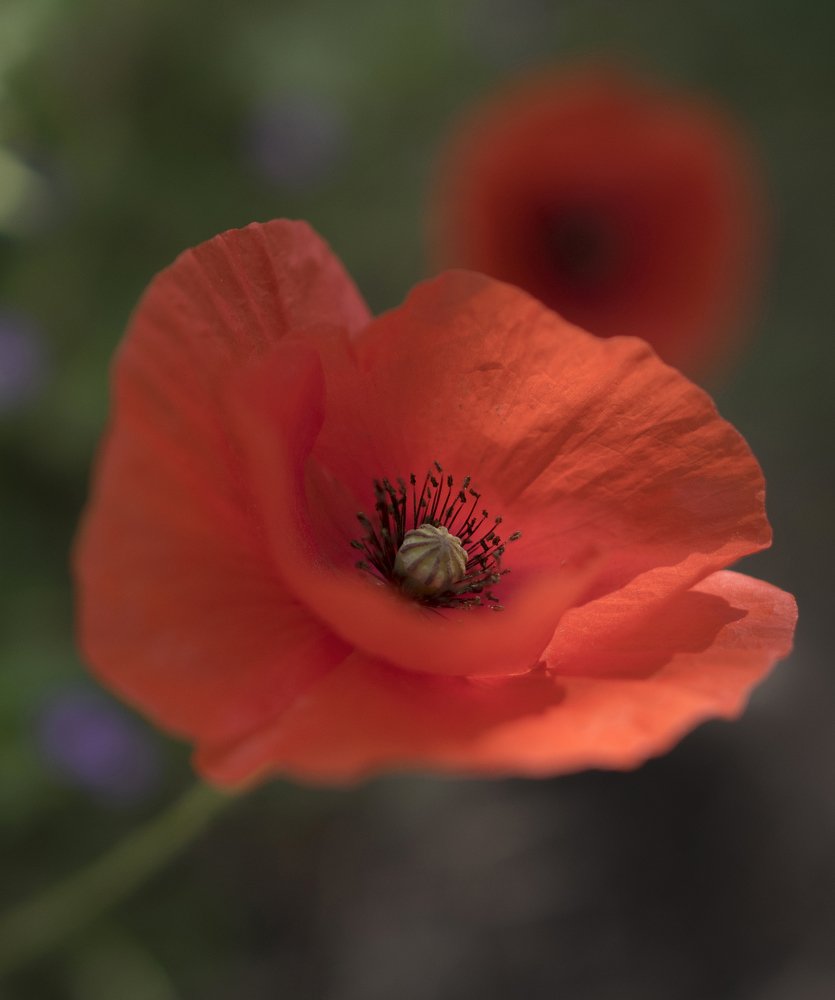 Photograph by avarino caracò