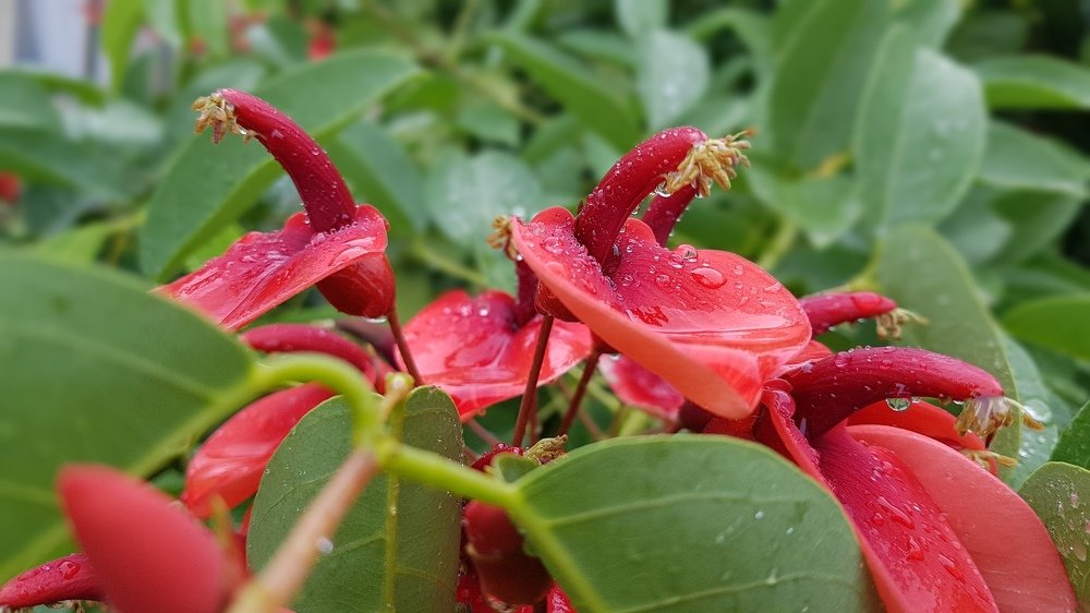 Цветы плачут стоя