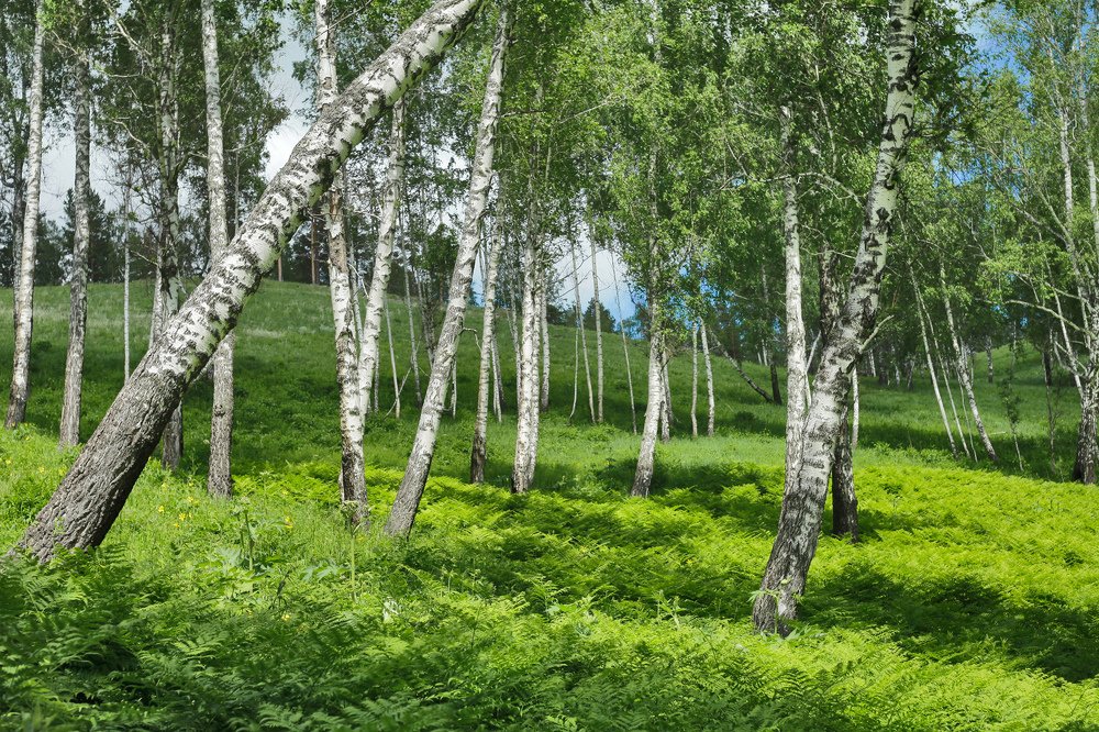 Photograph by Valery  Muzykov