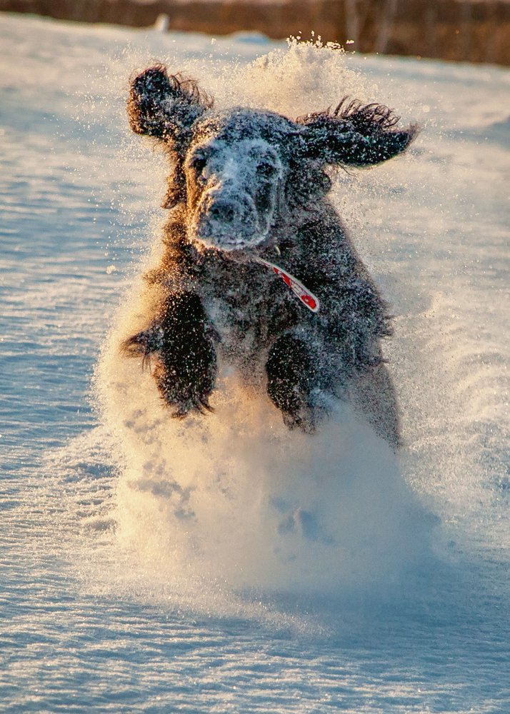 Photograph by Сергей Евдокимов