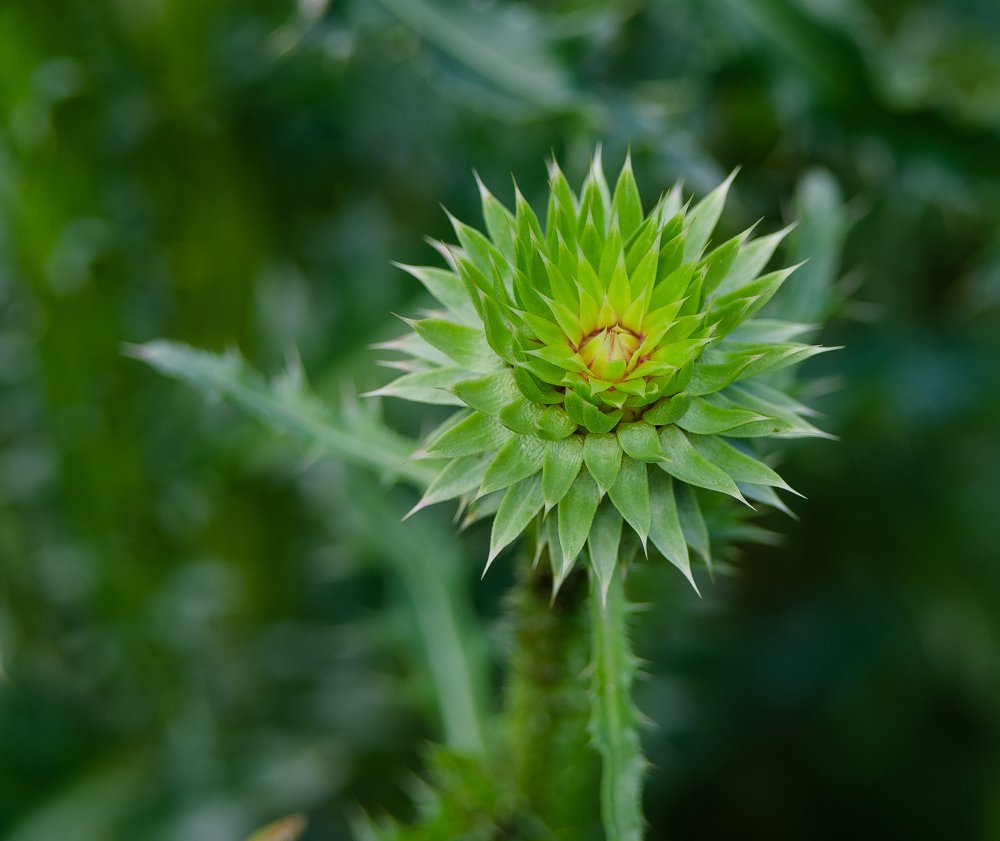 Photograph by Инна Макеева