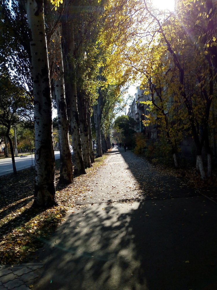 Освещённая солнцем дорога