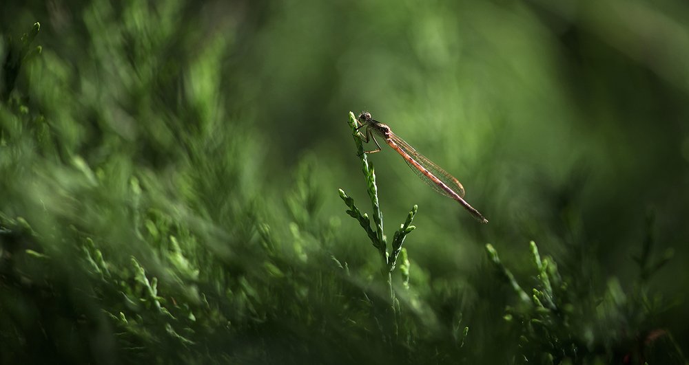 Волшебник изумрудного города