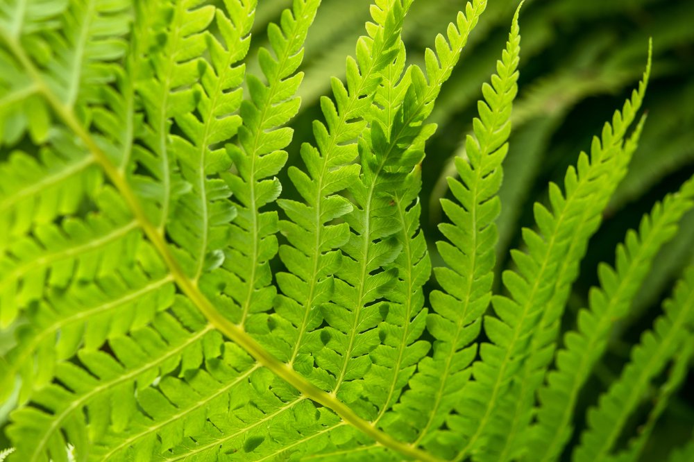 Папоротник