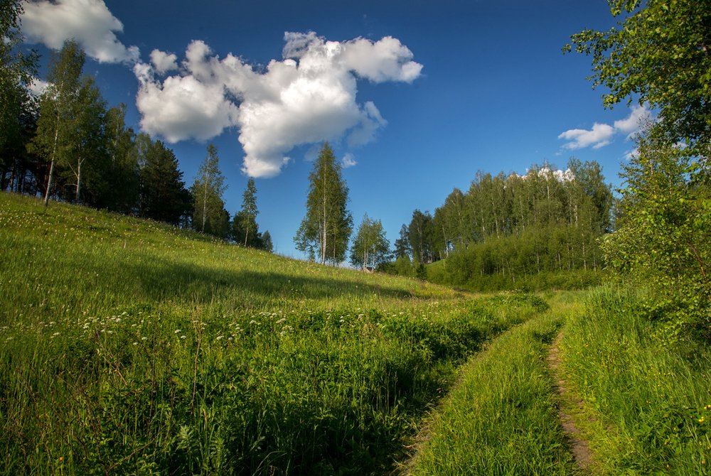 Летний день