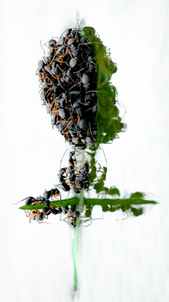 Photograph by kumanan prasath