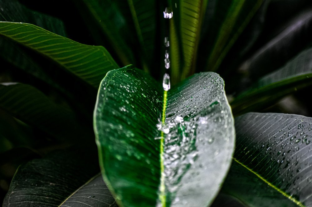 Photograph by Shahan Khan