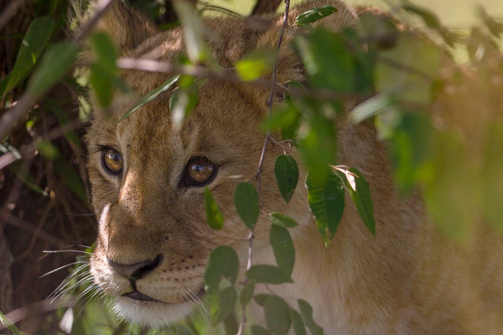 Photograph by Ольга Петруша