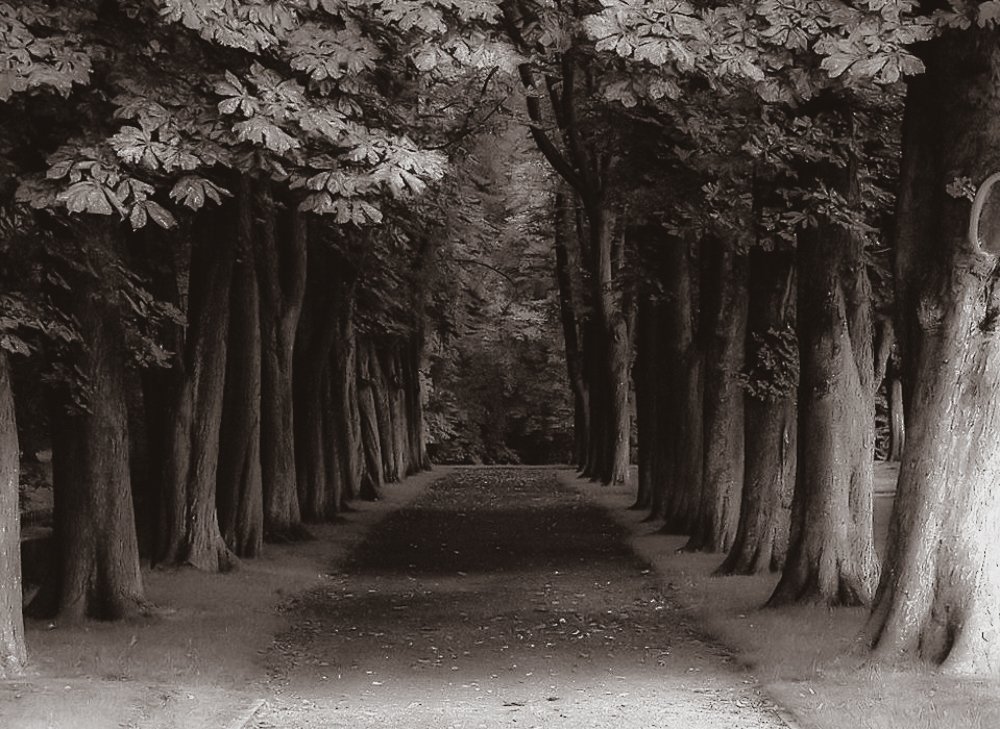 Photograph by Narcis Aurel Mursă