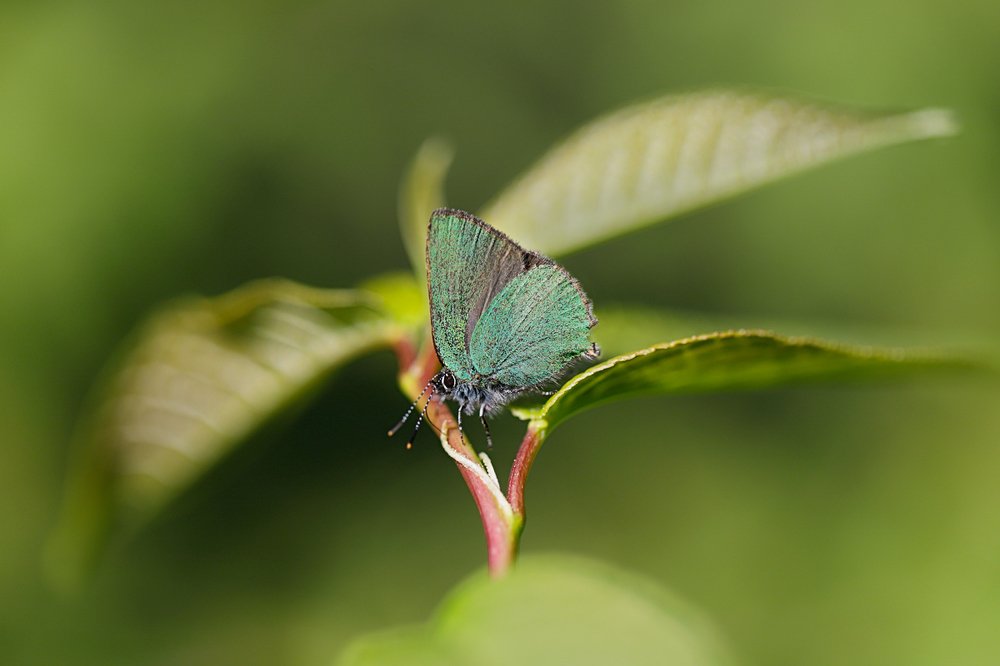 Зеленая фея Весны