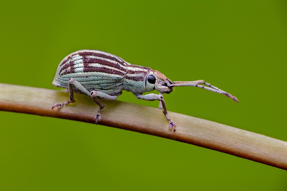 Photograph by Subrata Das
