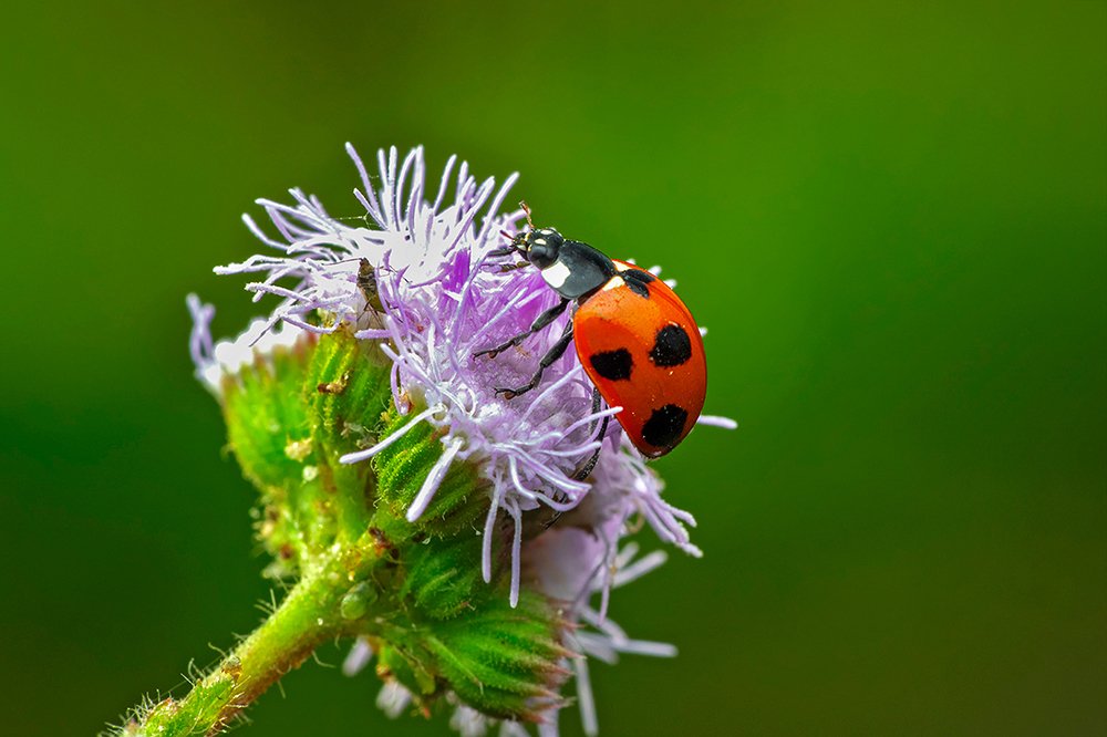 Photograph by Subrata Das