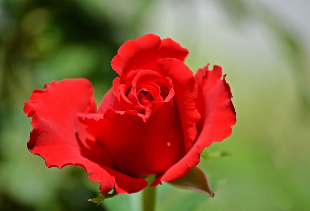 Photograph by Celina CelyTessy