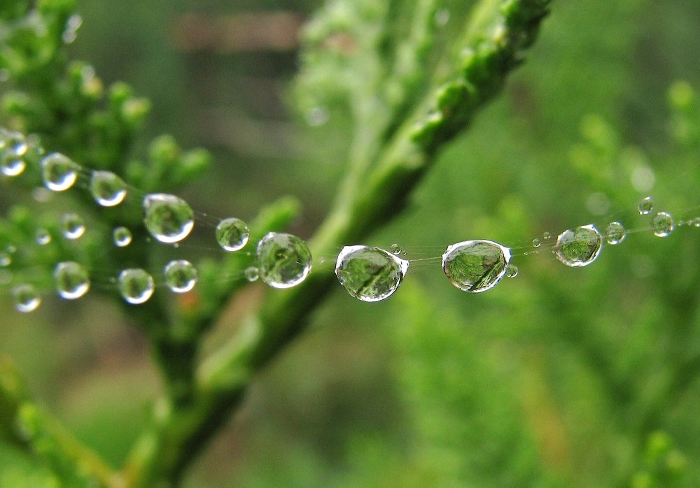 Photograph by Ирина Мамичева