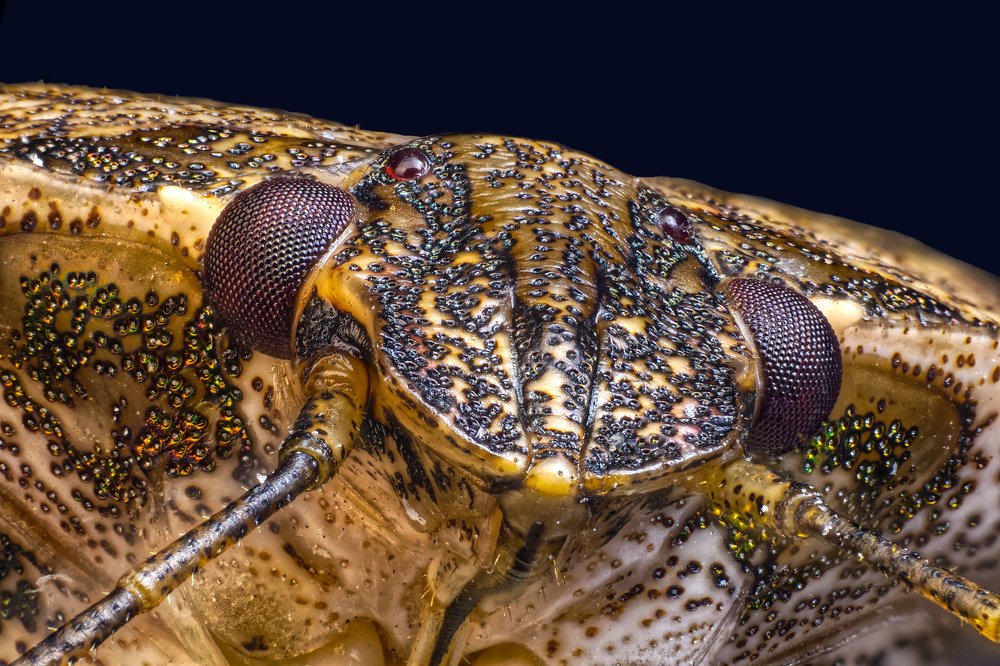 Коричневый мраморный клоп (Halyomorpha halys)