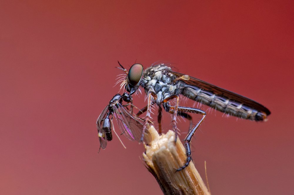 Photograph by Subrata Das
