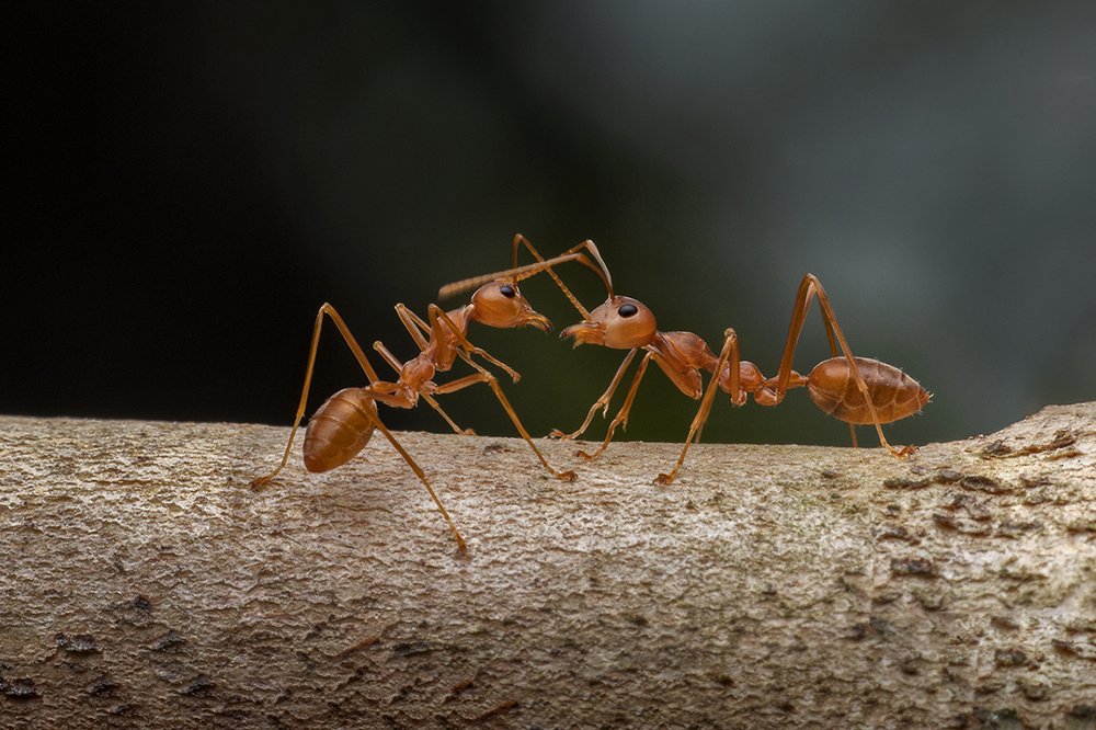 Photograph by Subrata Das