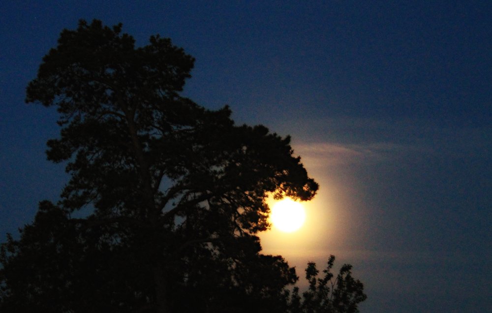 Photograph by Светлана Ковалёнок