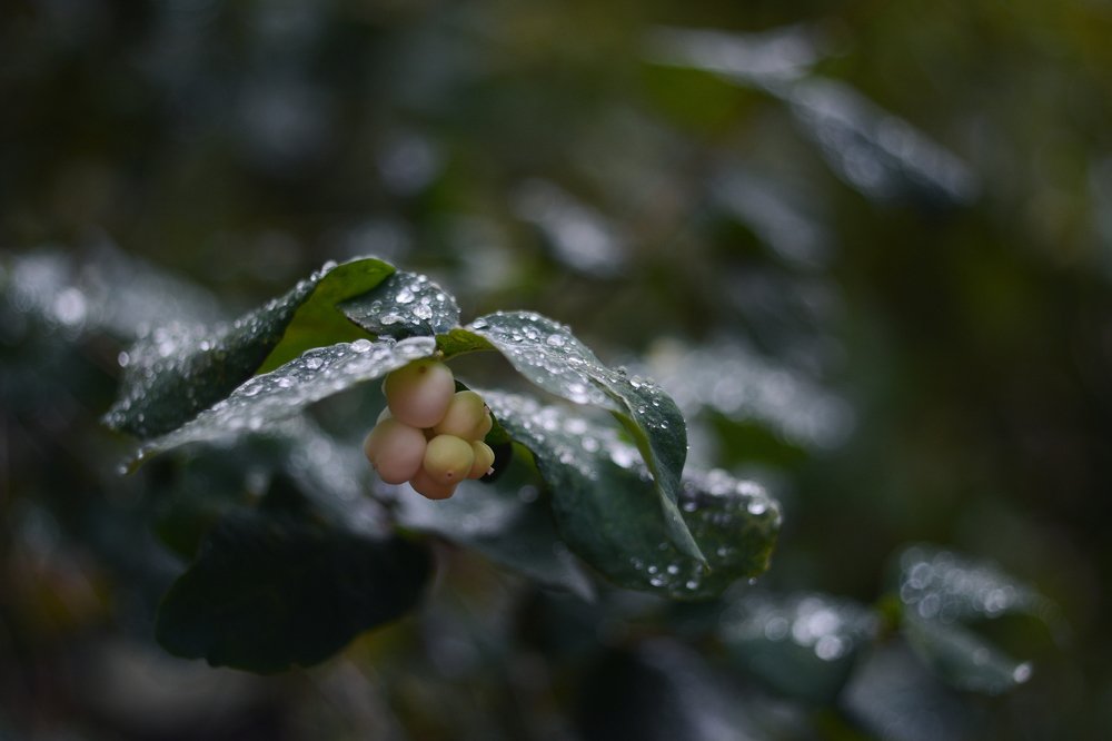 Photograph by Мария Давыдова