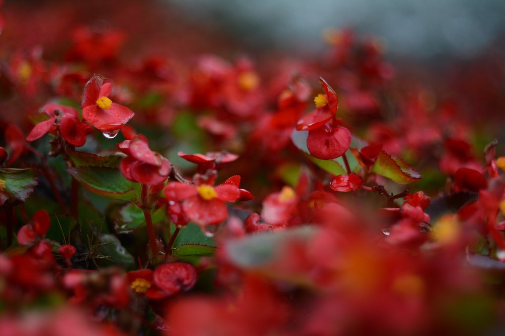 Photograph by Мария Давыдова