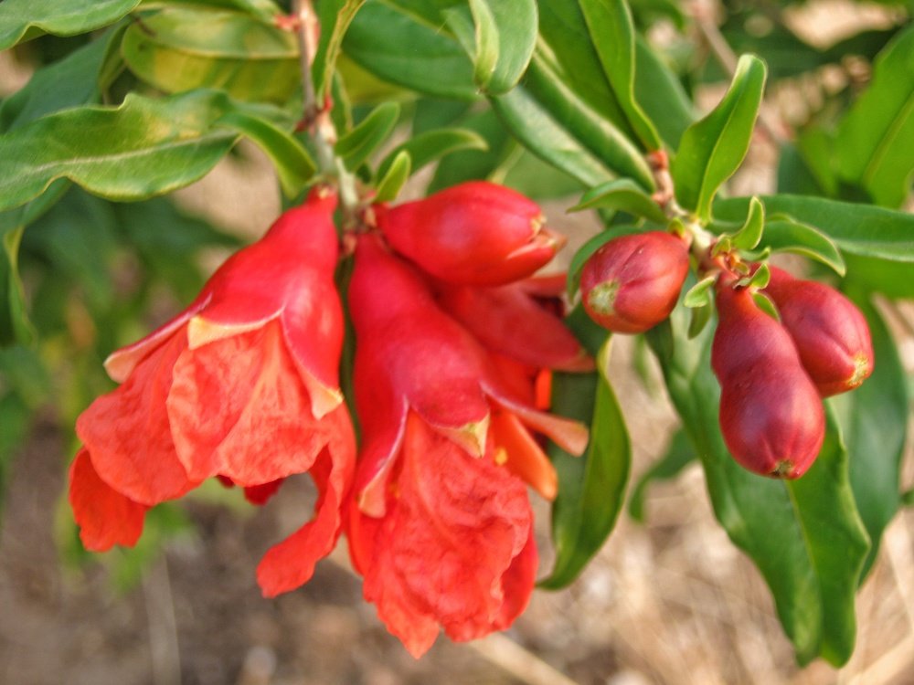 Growing pomegranates