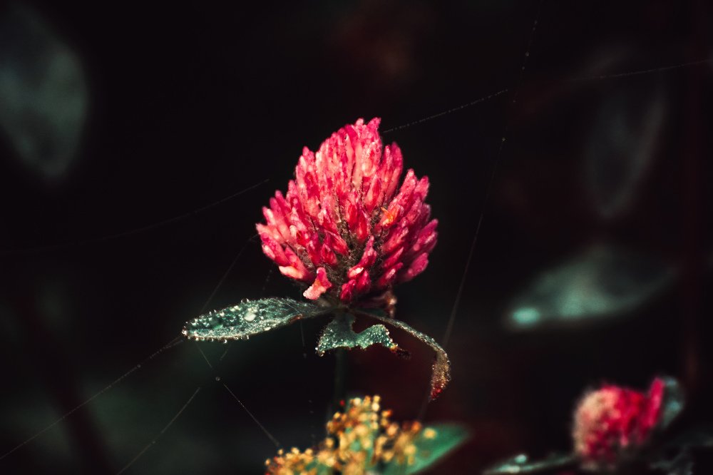 Photograph by Амир Гильмутдинов