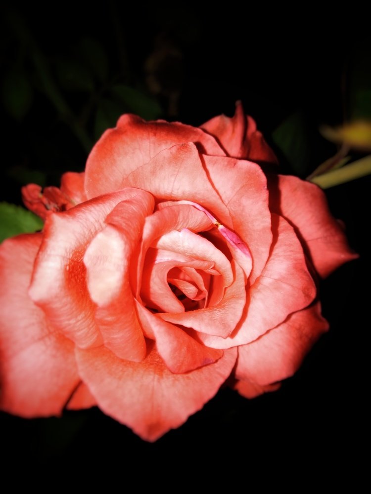 Photograph by Avinash Kumar