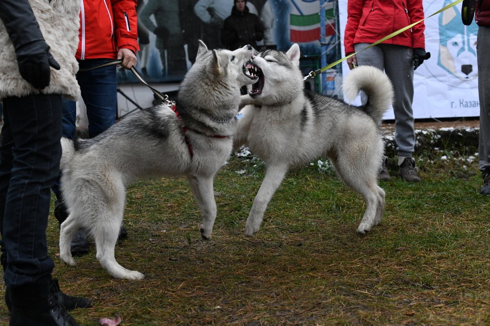 Photograph by Алёна Рындовская