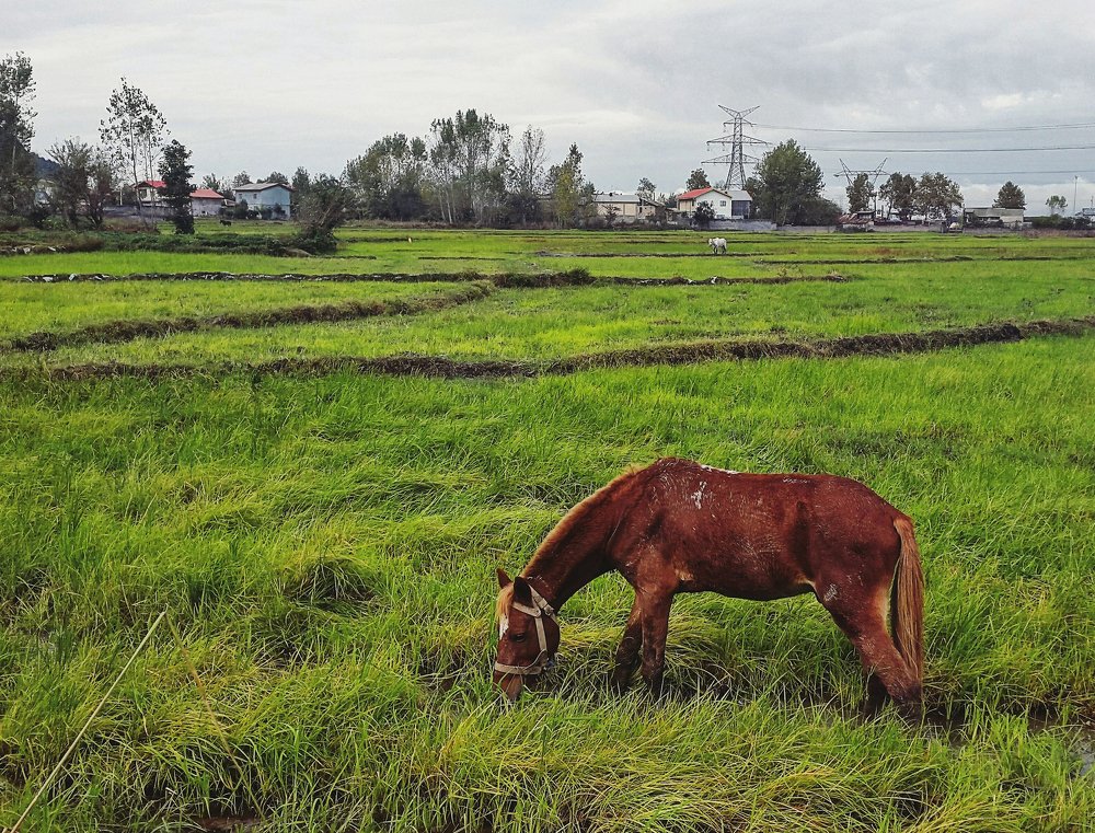 Photograph by Mahdi nik Hedayati