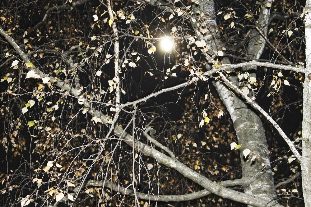 Photograph by Нинель Некрасова