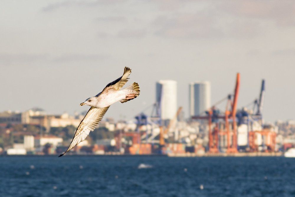Чайка над Босфором