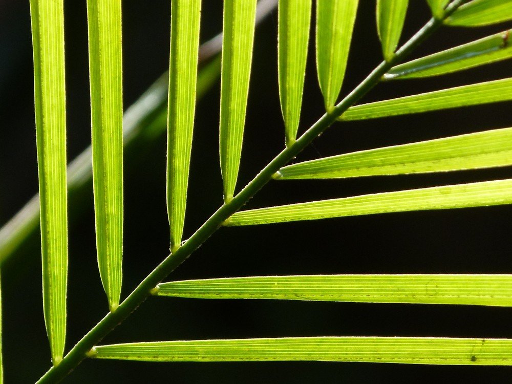 Photograph by wilfredo rojas