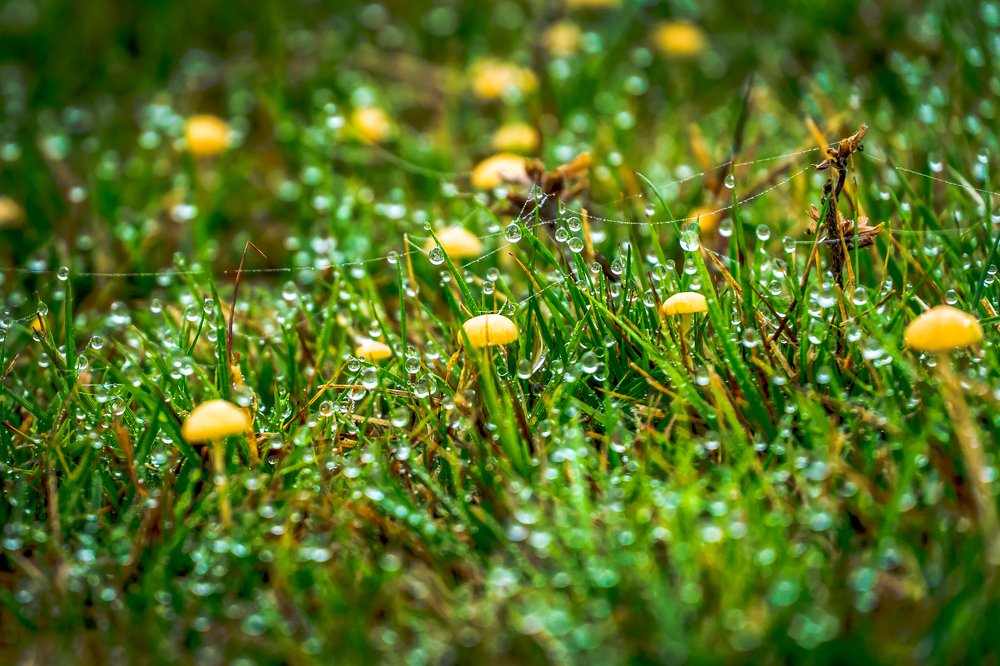 Фотография автора Cornelia Ghergut