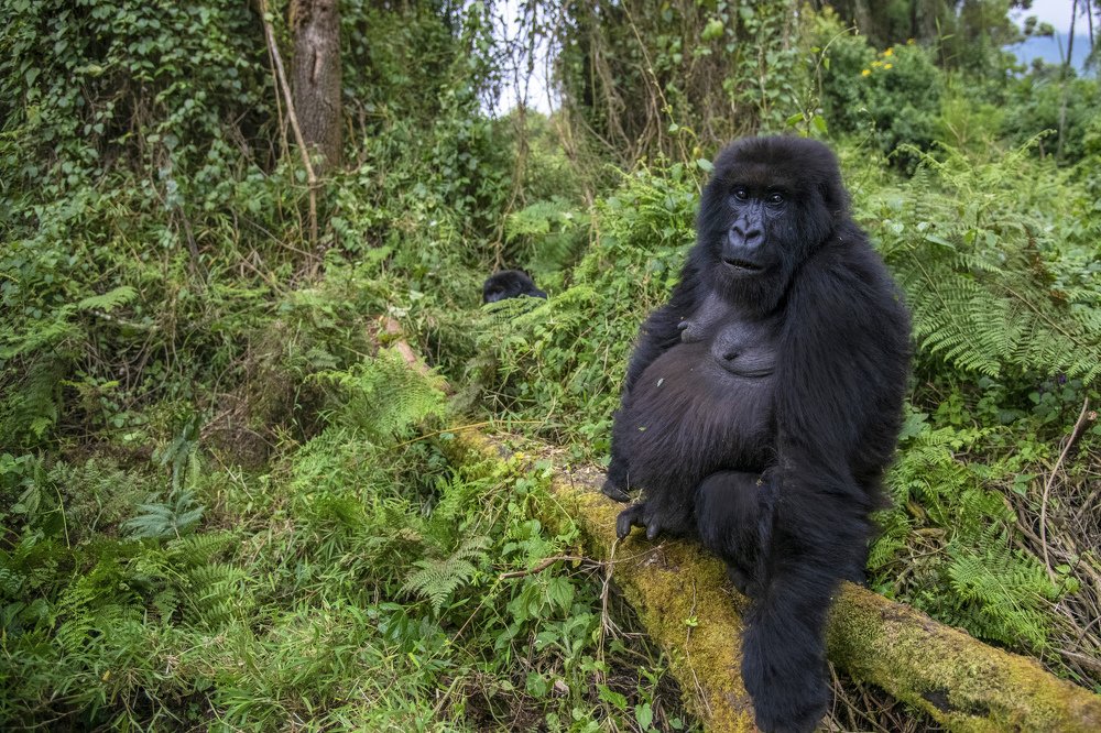 Фотография автора Sanjay Shukla